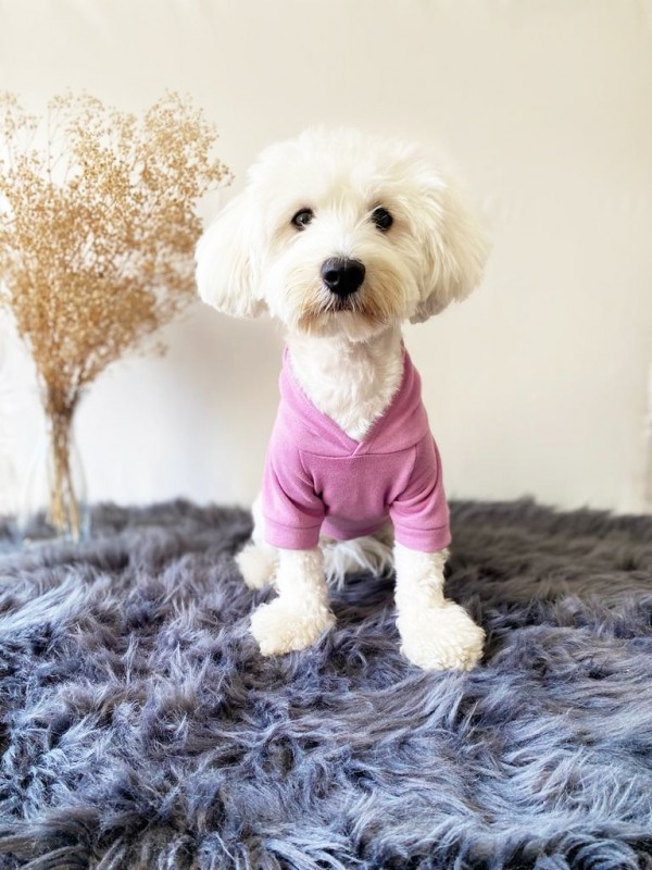 köpek kıyafeti Purple Lily Kapüşonlu Sweatshirt