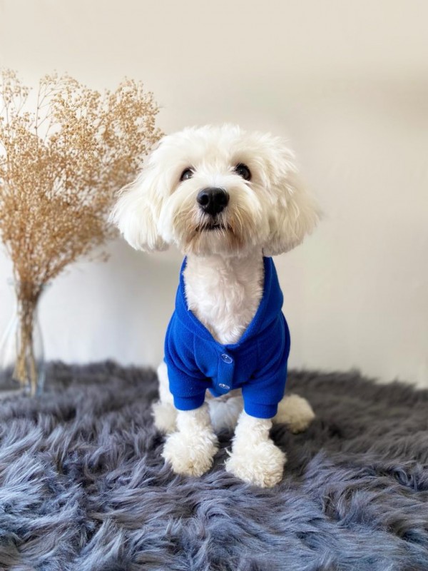 köpek kıyafeti Sax Blue Kapüşonlu Sweatshirt