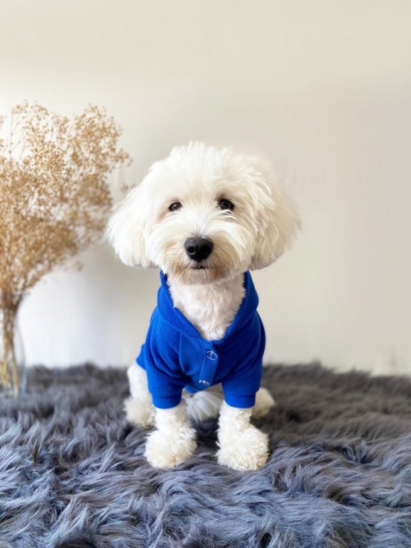 köpek kıyafeti Sax Blue Kapüşonlu Sweatshirt