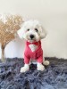 köpek kıyafeti Pink Dreams  Kapüşonlu Sweatshirt