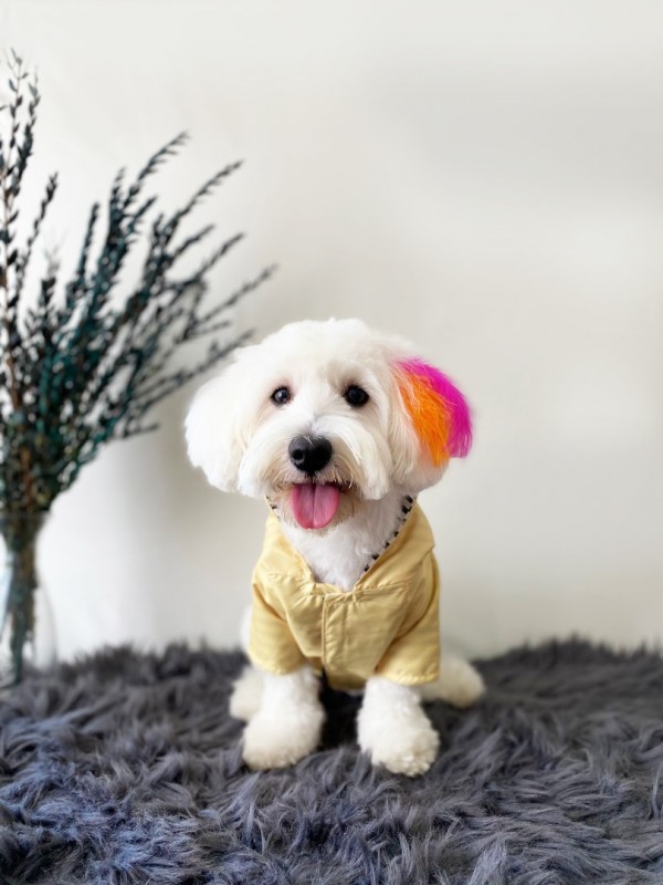 köpek kıyafeti yellow clour yağmurluk