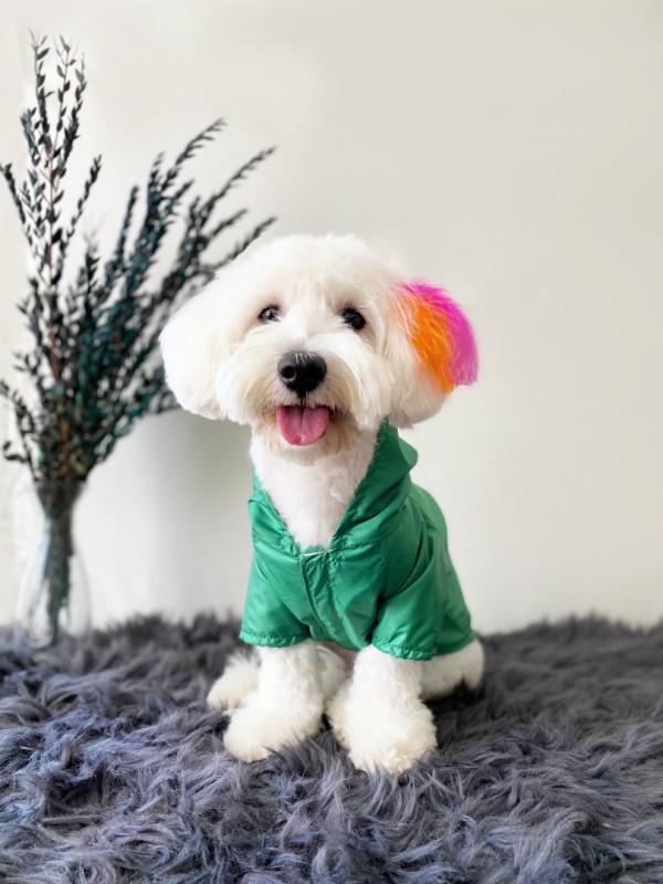 köpek kıyafeti green clour yağmurluk